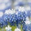 Muscari 'Mount Hood'