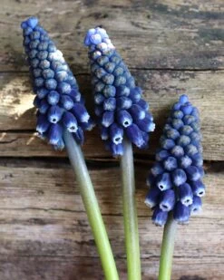 Muscari 'Night Eyes' 17 Muscari 'Night Eyes' -Flowers Sales Store muscari night eyes 0
