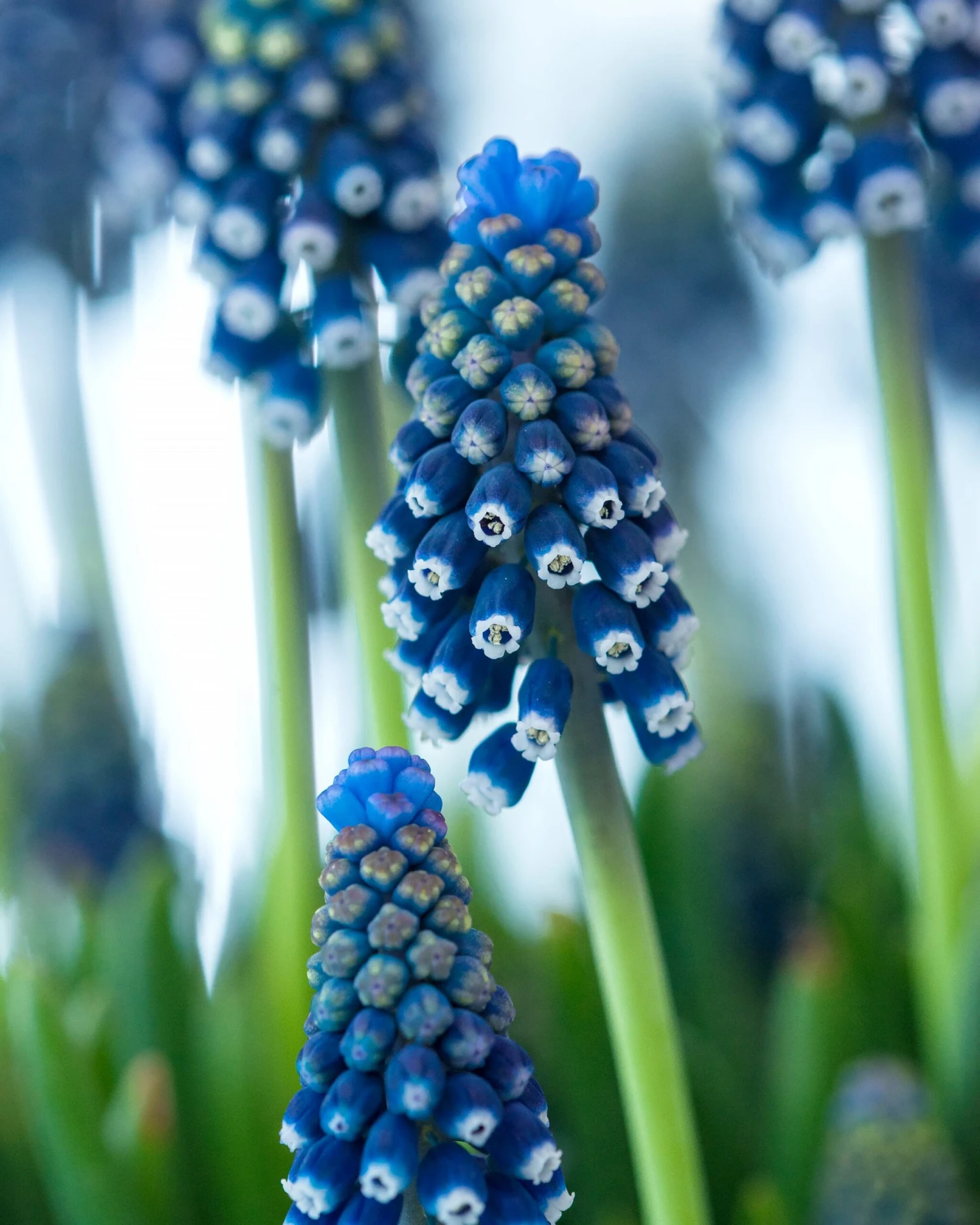 Muscari 'Night Eyes' 5 Muscari 'Night Eyes' - Image 3