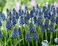 Muscari 'Night Eyes' 24 Muscari 'Night Eyes' -Flowers Sales Store muscari night eyes 10