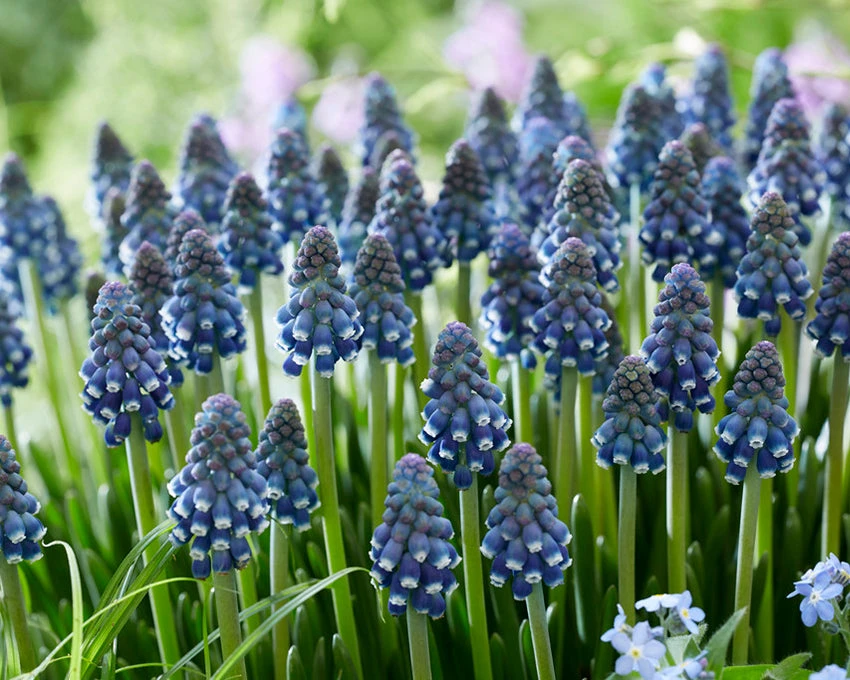 Muscari 'Night Eyes' 13 Muscari 'Night Eyes' - Image 11