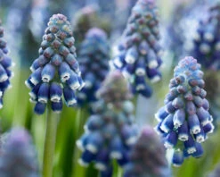 Muscari 'Night Eyes' 25 Muscari 'Night Eyes' -Flowers Sales Store muscari night eyes 11