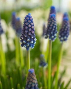 Muscari 'Night Eyes' 19 Muscari 'Night Eyes' -Flowers Sales Store muscari night eyes 2