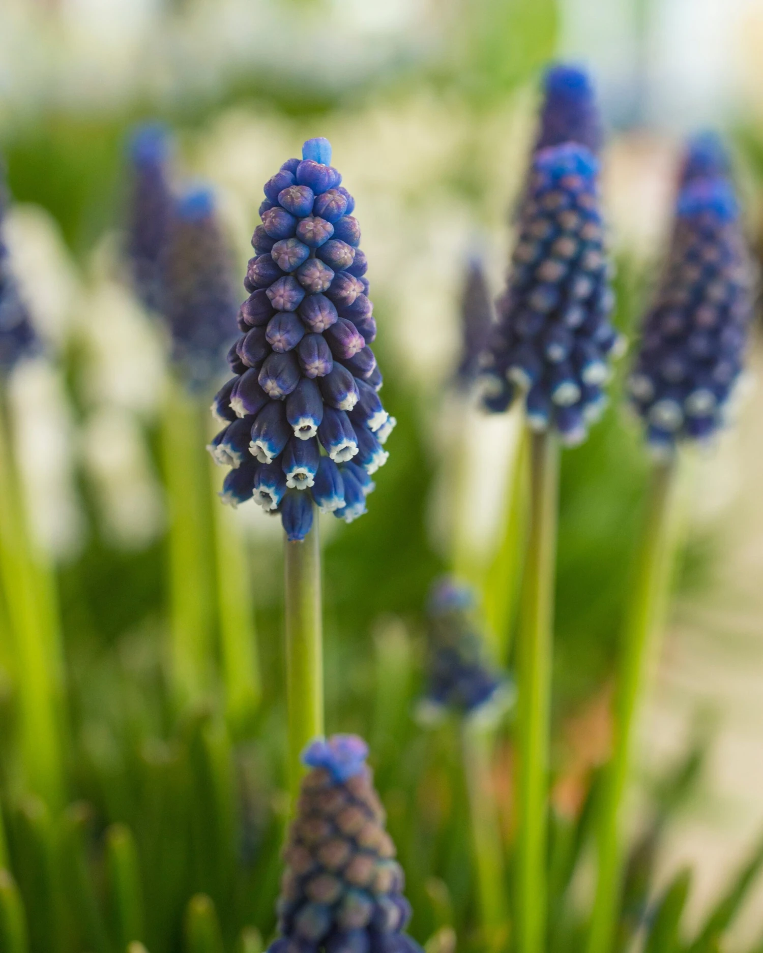 Muscari 'Night Eyes' 8 Muscari 'Night Eyes' - Image 6
