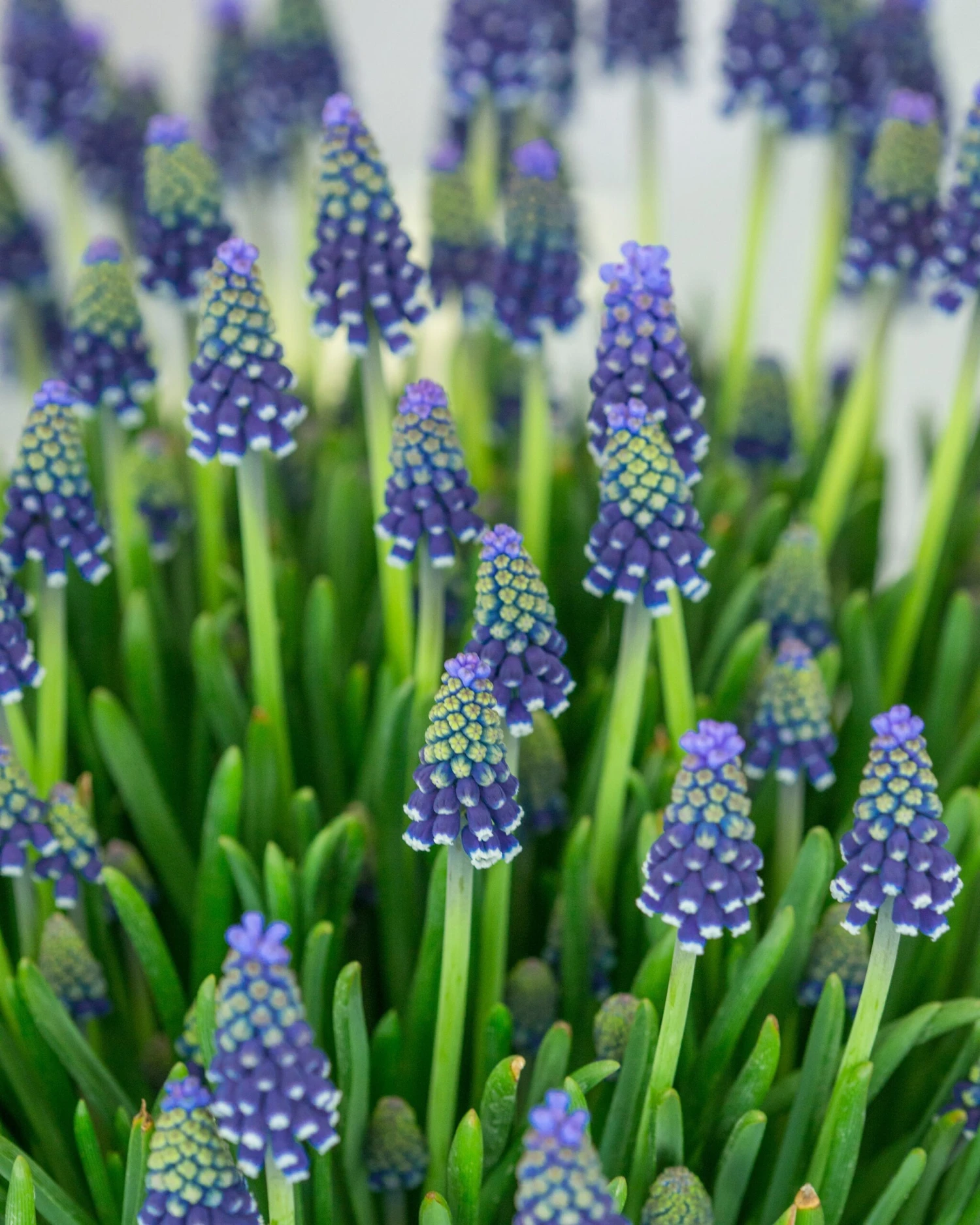 Muscari 'Night Eyes' 4 Muscari 'Night Eyes' - Image 2