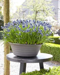 Muscari 'Night Eyes' 21 Muscari 'Night Eyes' -Flowers Sales Store muscari night eyes 5