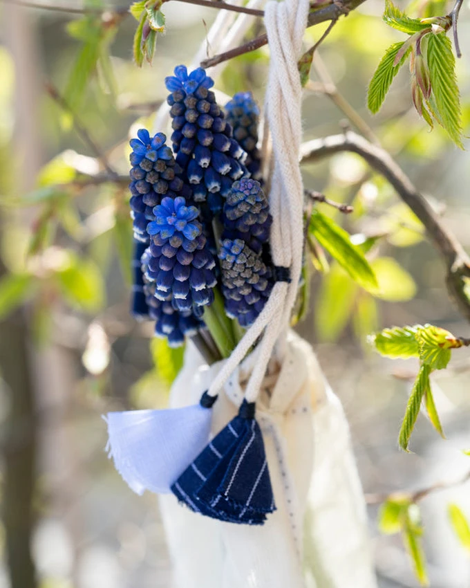 Muscari 'Night Eyes' 11 Muscari 'Night Eyes' - Image 9
