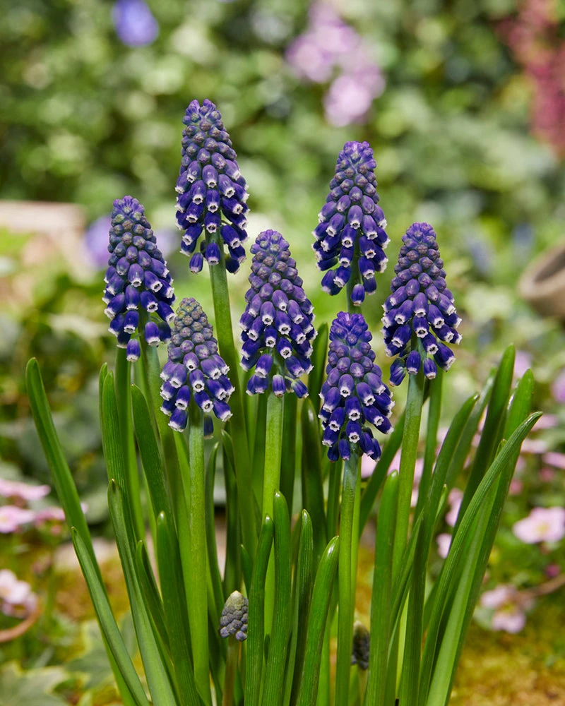 Muscari 'Night Eyes' 7 Muscari 'Night Eyes' - Image 5