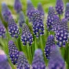 Muscari 'Night Eyes' -Flowers Sales Store muscari night eyes 8