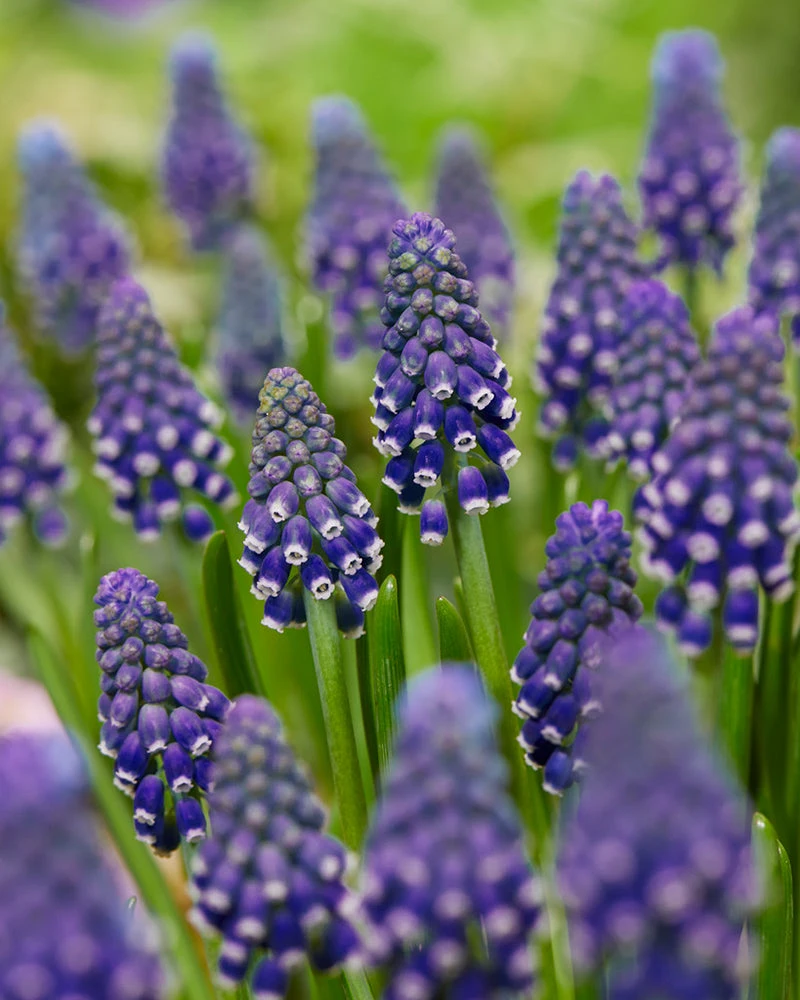 Muscari 'Night Eyes' 3 Muscari 'Night Eyes'
