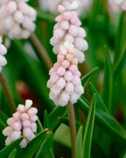 Muscari 'Pink Sunrise' -Flowers Sales Store muscari pink sunrise 1