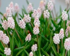 Muscari 'Pink Sunrise' -Flowers Sales Store muscari pink sunrise 2