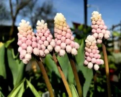 Muscari 'Pink Sunrise' -Flowers Sales Store muscari pink sunrise 2 07c7fe54 7712 4809 9e14 fbeaa45b7df0