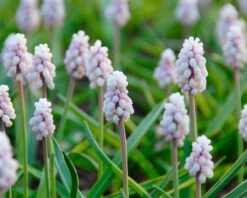 Muscari 'Pink Sunrise' -Flowers Sales Store muscari pink sunrise 3