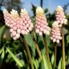 Muscari 'Pink Sunrise' 1 Muscari 'Pink Sunrise' -Flowers Sales Store muscari pink sunrise 3 e23d8e54 e751 4985 8fab 46be79859406