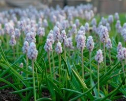 Muscari 'Pink Sunrise' -Flowers Sales Store muscari pink sunrise 4