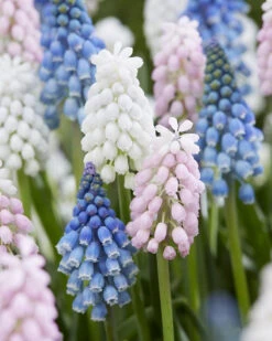 Muscari Collection 'Sommelier'