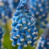 Muscari 'Soulmate' -Flowers Sales Store muscari soulmate 1