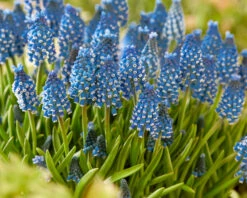 Muscari 'Soulmate' -Flowers Sales Store muscari soulmate 2