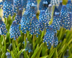 Muscari 'Soulmate' -Flowers Sales Store muscari soulmate 3