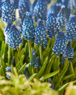 Muscari 'Soulmate' -Flowers Sales Store muscari soulmate 4