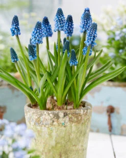 Muscari 'Soulmate' -Flowers Sales Store muscari soulmate 5