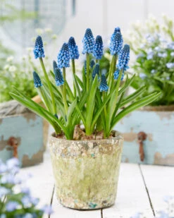 Muscari 'Soulmate' -Flowers Sales Store muscari soulmate 6