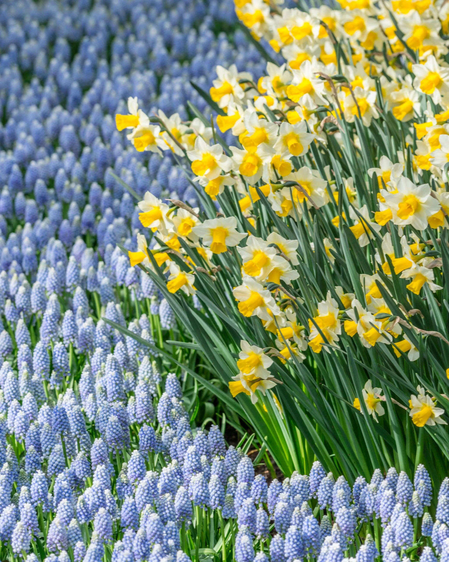 Muscari 'Valerie Finnis' 4 Muscari 'Valerie Finnis' - Image 2
