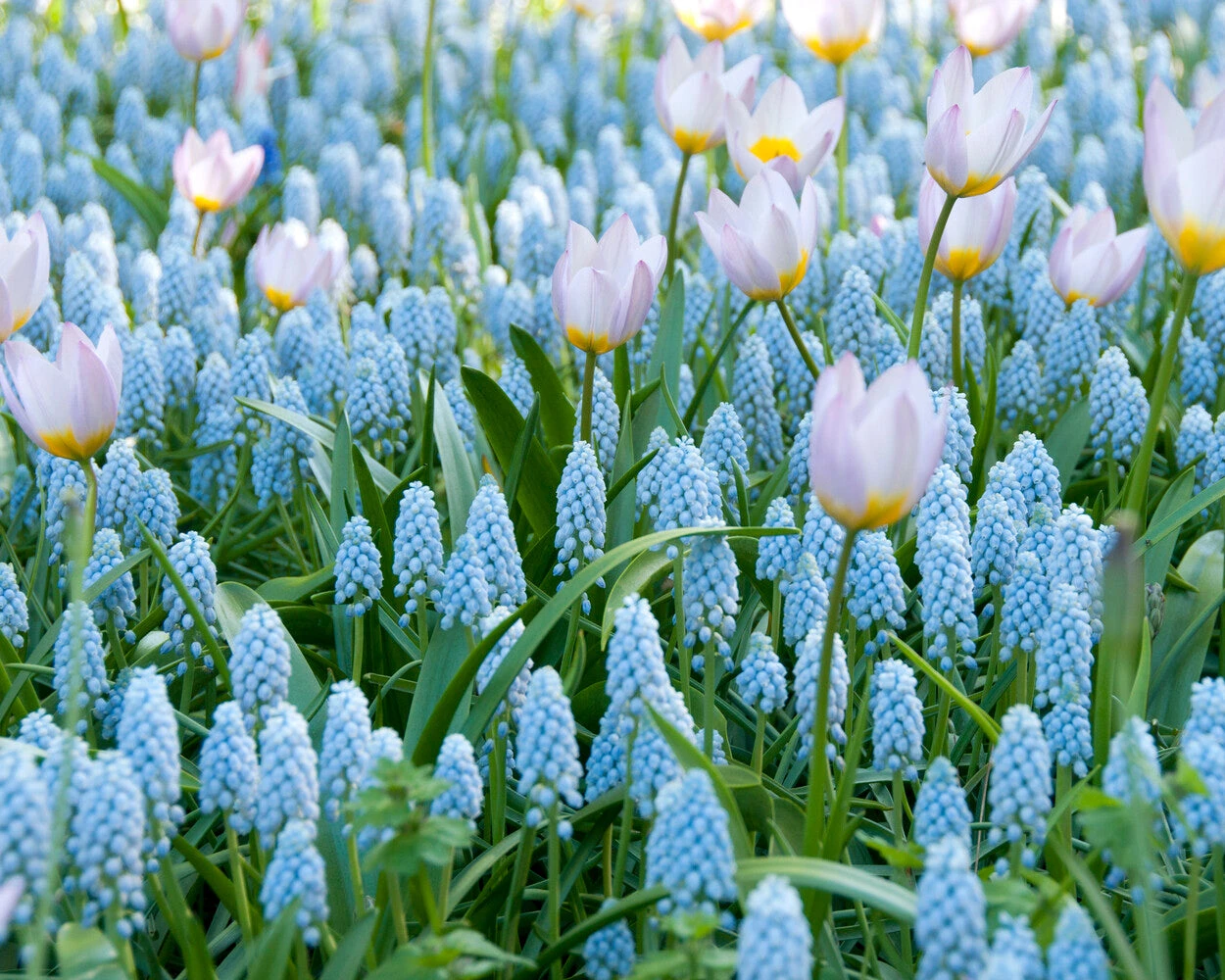 Muscari 'Valerie Finnis' 14 Muscari 'Valerie Finnis' - Image 12