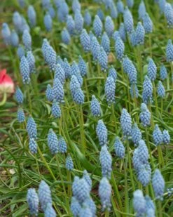 Muscari 'Valerie Finnis' 17 Muscari 'Valerie Finnis' -Flowers Sales Store muscari valerie finnis 2