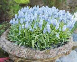 Muscari 'Valerie Finnis' 18 Muscari 'Valerie Finnis' -Flowers Sales Store muscari valerie finnis 3