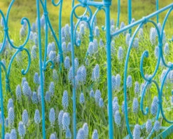 Muscari 'Valerie Finnis' 19 Muscari 'Valerie Finnis' -Flowers Sales Store muscari valerie finnis 4