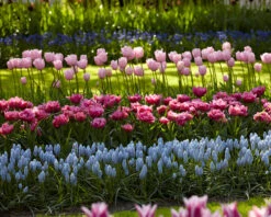 Muscari 'Valerie Finnis' 20 Muscari 'Valerie Finnis' -Flowers Sales Store muscari valerie finnis 5