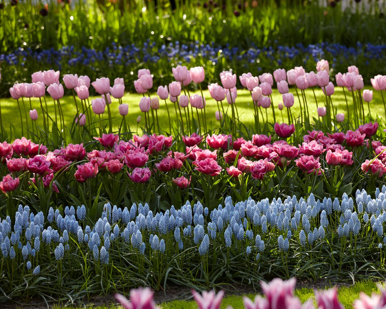 Muscari 'Valerie Finnis' 9 Muscari 'Valerie Finnis' - Image 7