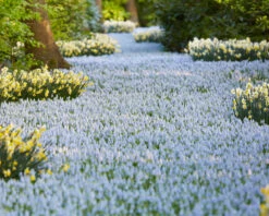 Muscari 'Valerie Finnis' 21 Muscari 'Valerie Finnis' -Flowers Sales Store muscari valerie finnis 6