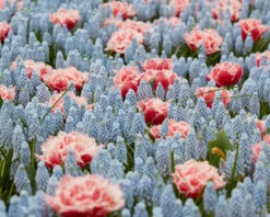 Muscari 'Valerie Finnis' 22 Muscari 'Valerie Finnis' -Flowers Sales Store muscari valerie finnis 7