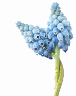 Muscari 'Valerie Finnis' 23 Muscari 'Valerie Finnis' -Flowers Sales Store muscari valerie finnis 8