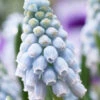 Muscari 'Valerie Finnis' -Flowers Sales Store muscari valerie finnis 9