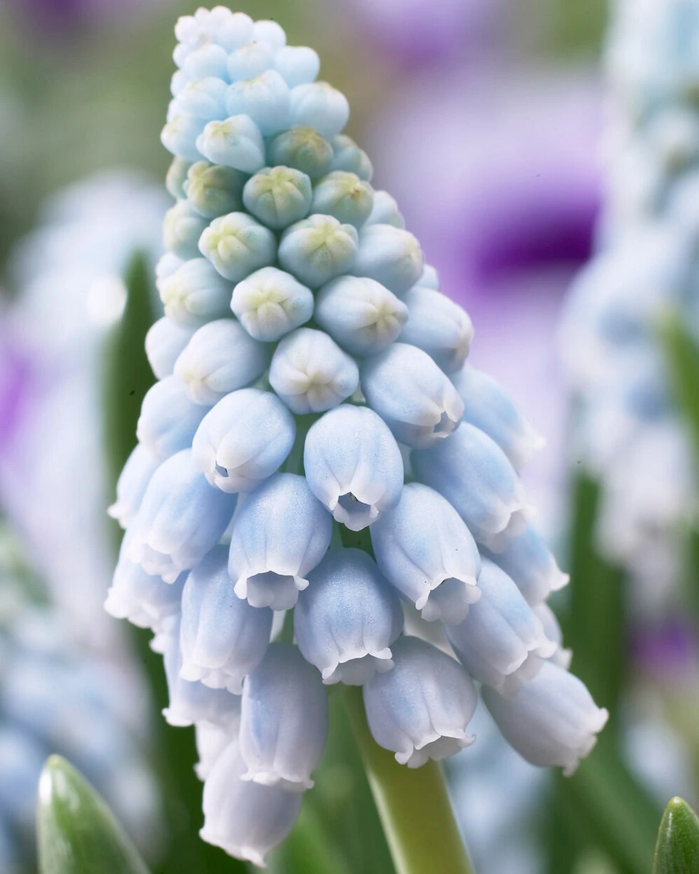 Muscari 'Valerie Finnis' 3 Muscari 'Valerie Finnis'