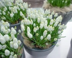 Muscari 'White Magic' -Flowers Sales Store muscari white magic 1