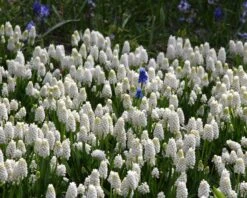 Featured Products -Flowers Sales Store muscari white magic 1 79d9c444 95a6 4996 ad05 908c6aa5ba9e
