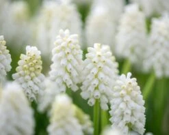 Muscari 'White Magic' -Flowers Sales Store muscari white magic 2