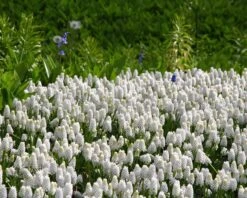 Muscari 'White Magic' -Flowers Sales Store muscari white magic 2 564b782a 503b 4454 a9b1 db95dae69540