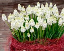 Muscari 'White Magic' -Flowers Sales Store muscari white magic 3
