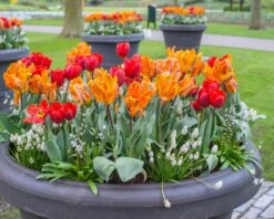 Muscari 'White Magic' -Flowers Sales Store muscari white magic 4