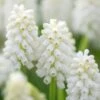 Muscari 'White Magic' -Flowers Sales Store muscari white magic 5