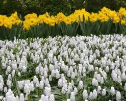 Muscari 'White Magic' -Flowers Sales Store muscari white magic 8