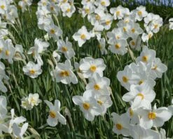 Narcissus 'Pheasant's Eye' -Flowers Sales Store narcissus actaea 3