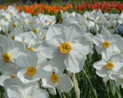 Narcissus 'Pheasant's Eye' -Flowers Sales Store narcissus actaea 4
