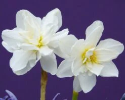 Narcissus 'Albus Plenus Odoratus' -Flowers Sales Store narcissus albus plenus odoratus 2
